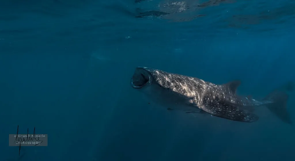 Requin-Baleine photo 3
